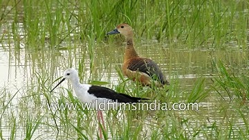Black-winged Stilt and lesser whistling Teal : Water birds of India