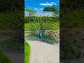🦚This Peacock's Stunning Dance Looks Absolutely Unreal! 😍 #Shorts#Peacock#Nature #Wildlife#Beautiful