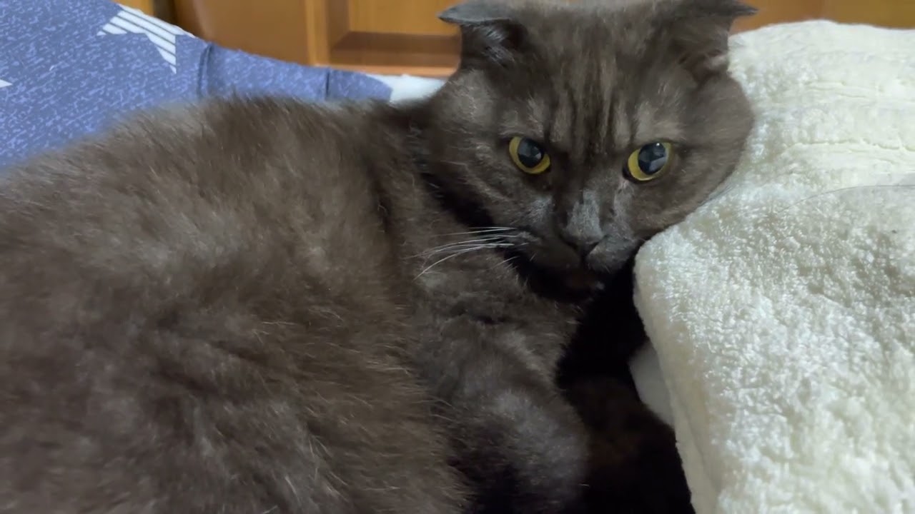 まおみん - YouTube 