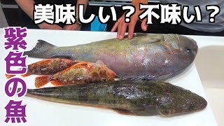 美味しいのか？初めて釣った魚を食べてみる！！