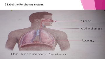 Class 3, Science, Chapter 2, Part 2, The Human Body by Renu Yadav