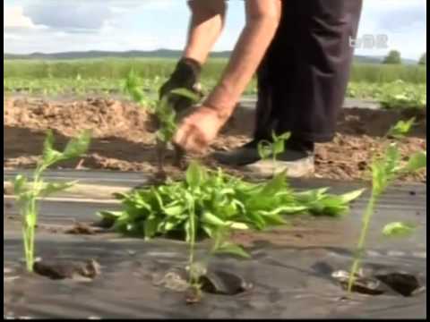 Video: Paprika Na Otvorenom Poli