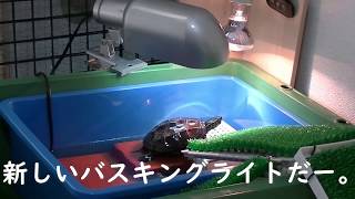 新しいバスキングライト