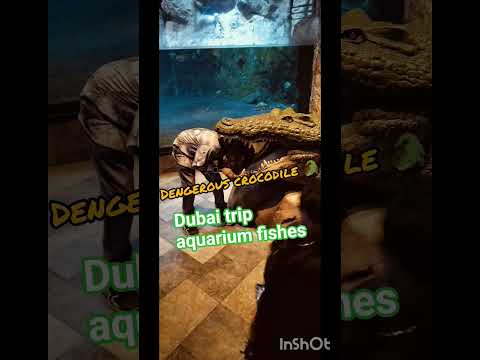 #travel #dubaimall #aquarium #dubai