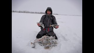 Не Ожидал Поймать Здесь Таких Горбачей. Ловим Крупного Окуня На Мормышку.