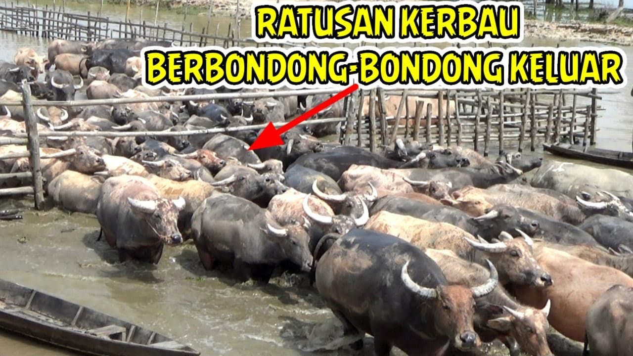 PELEPASAN 300-400 KERBAU RAWA MENUJU SPOT BERDEKATAN DENGAN SUNGAI DIKAWAL KETAT