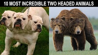 Top 10 Most Unbelievable Two Headed Animals