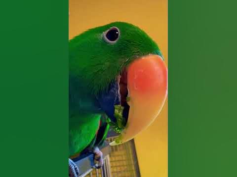 Милый зеленый попугай 💚 - YouTube