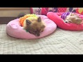 それぞれのお昼寝 それぞれのお昼寝