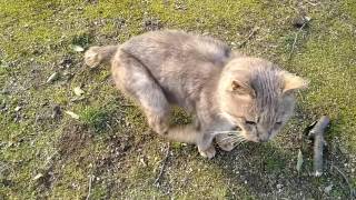 公園で野良猫が必死に会話しようとしてきた