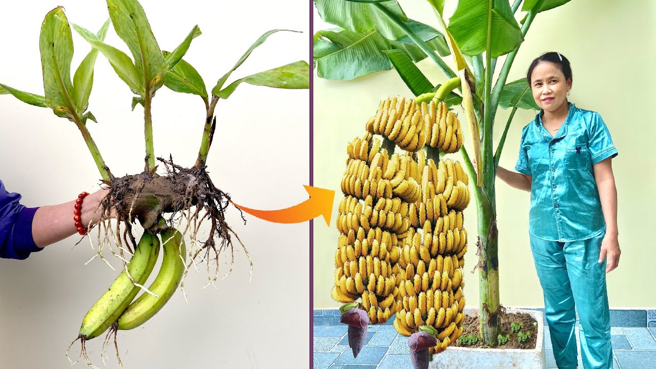 Good technique for growing bananas! Growing bananas from bananas is