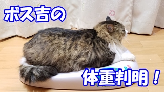 ペット用体重計で保護猫ボス吉の体重判明！　Boss Cat's Weight Is Measured with Scale for Pets