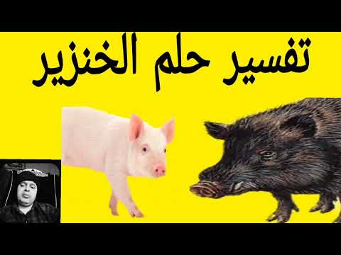 تفسير حلم رؤيه الخنزير البري في المنام