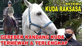 KUDA RAKSASA DI KANDANG KUDA TERMEWAH & TERLENGKAP