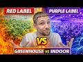 Is Indoor REALLY Worth It? 🤔 JK Distro Red vs. Purple label Thca Review
