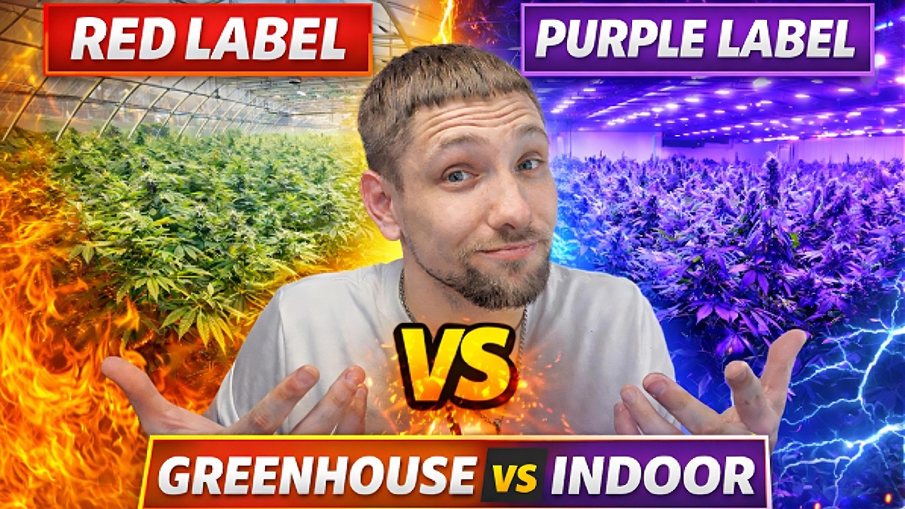 Действительно ли стоит использовать его в помещении? 🤔 Обзор THCA от JK Distro (красная и фиолето...