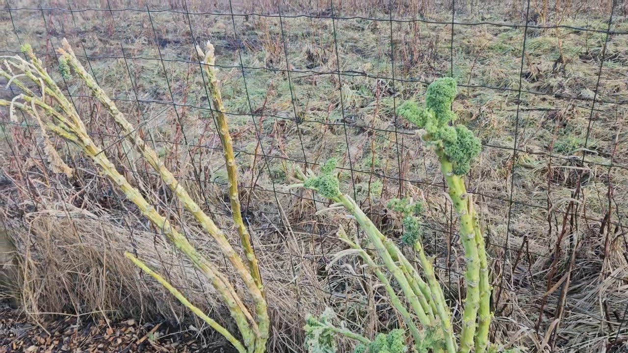 Warzywnik po Roztopach i Organizacja Mojego Ogródka.