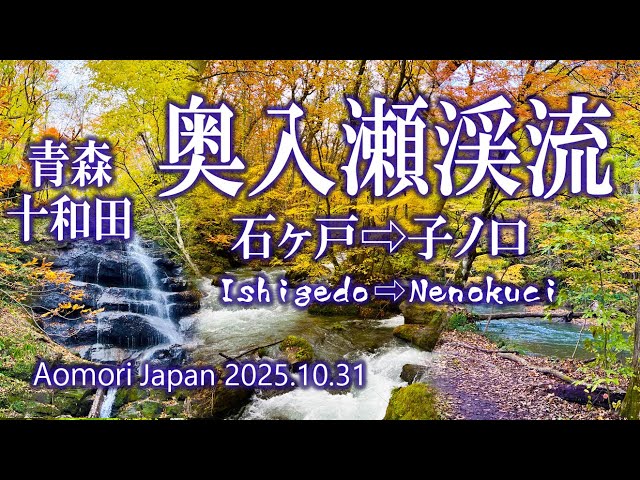 青森 紅葉🍁の奥入瀬渓流を歩いた 石ヶ戸⇨子ノ口 2025.10.31 - YouTube