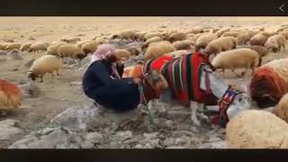 ياريت العمر يرجع يوم - حالتي