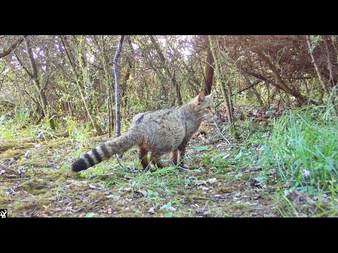 Female European Wildcat