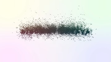 Free After Effects Template - Trapcode Particular & Form Birds - Oceava.com