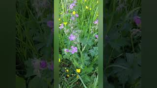 Welche Pflanze ist das? #futterwiese #pferdemädchen #horsefluencer #werden #wiese