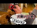 【子犬のキス】犬嫌いな父親にトイプードルを会わせてみた 。