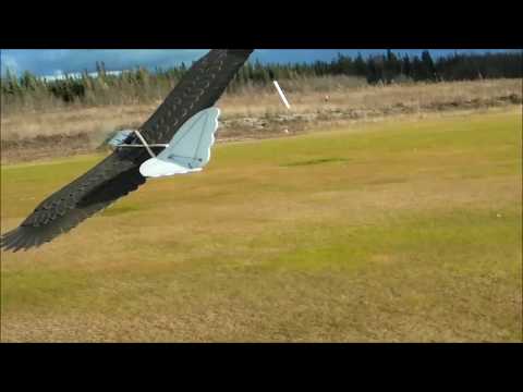 Eagle with Detrum Stabilizer