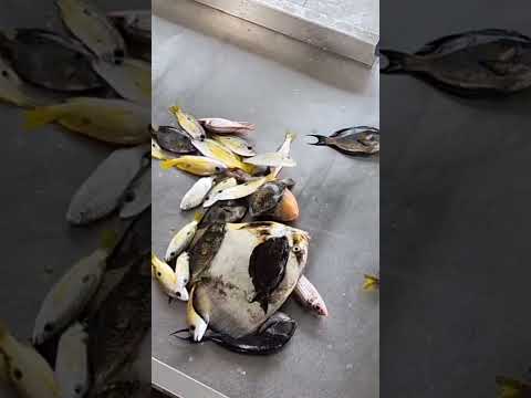 أفضل أنواع السمك للطهي كيف تختار الاسماك من الحراج