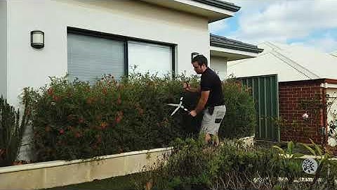 Pruning Grevillea Timelapse
