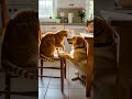 Cat: "Alright, alright, I know you love me!" 😂 #shorts #cute #pets #cat
