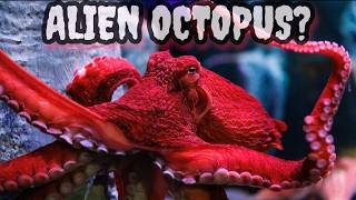 Are Octopuses Actually Aliens