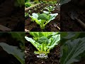 🥦 ¡Siembra COLIFLOR en Casa y Cosecha Cabezas GIGANTES! 😱🌱