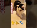 TYPICAL MORNING WITH THE CATS🐈🐆🐾 #chrisblair #viral #funny #cats #fyp