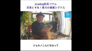 字幕版ecodogコラム動画：見落とすな！愛犬の健康シグナル