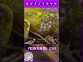 死ぬ直前に色が激変するカメレオン。あまりにも美しく切ない『最期の輝き』 #雑学