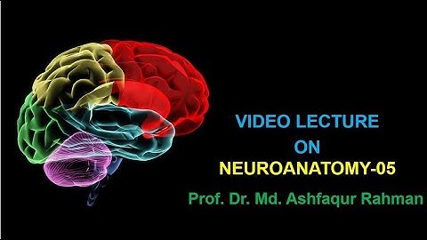 Nervous tissue (Part-5). Prof. Dr. Md. Ashfaqur Rahman