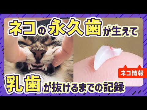 【ネコ情報】子猫の歯の生え変わりをまとめました hqdefault