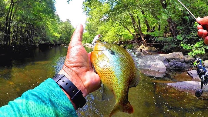 Fantastic Fishing for Brim and Bass with TinyTenkara and Bimbo Skunk Lures  