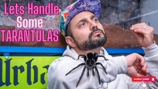 How to handle a tarantula like a pro! Content