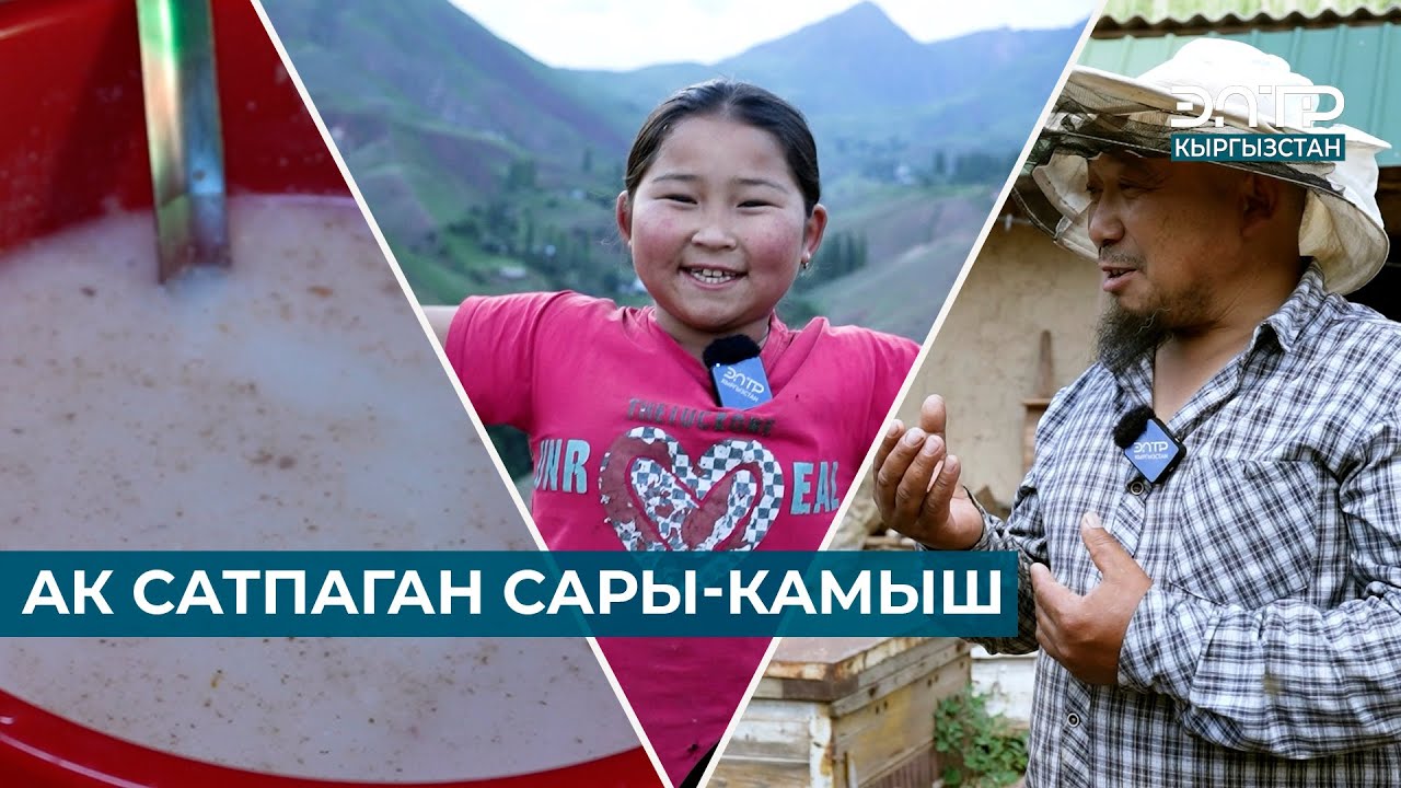 АК САТПАГАН САРЫ-КАМЫШ // МЕНИН АЙЫЛЫМ // ТОКТОГУЛ