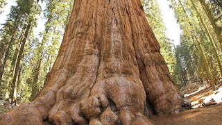 Little Seed Big Tree by Ian Brown Actualización