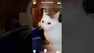 Fluffy Puppies & Kitties Being Clowns😂#funnydogs #funny #hilariousfails #funnycatsanddogs #petfails
