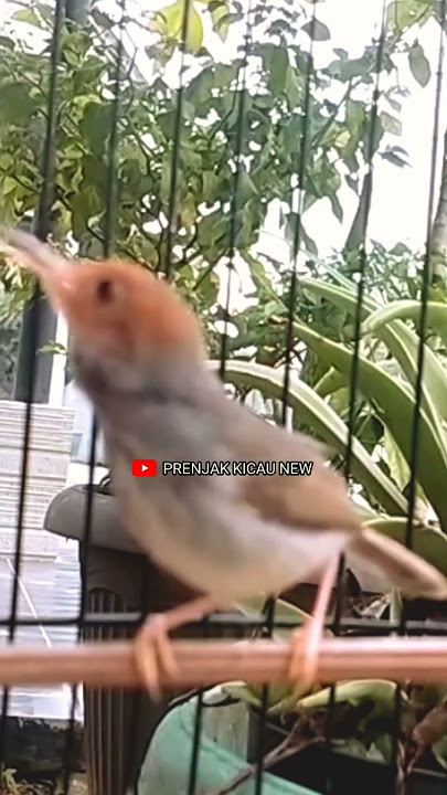 PRENJAK BETINA NGETIR PANJANG. Shorts#