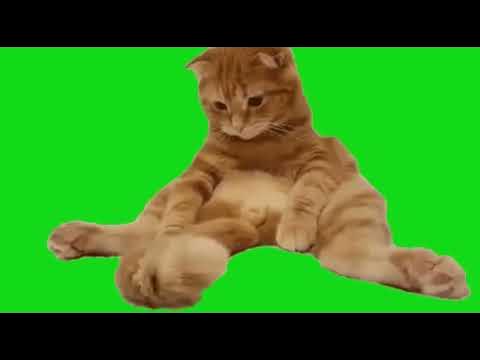 Футажи котов с мема
