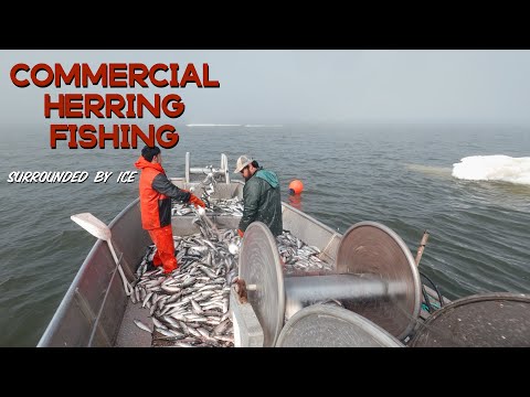 Herring Fishing: Northwest Alaska Style