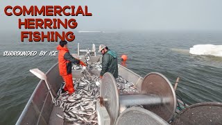 Herring Fishing: Northwest Alaska Style