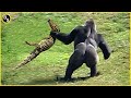 Crocodile Was Doomed! - Rare Animal Fights With Crocodiles Caught On Camera