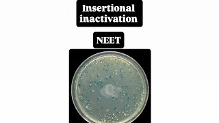Insertional inactivation  NEET biotech class 12