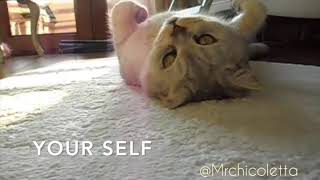 Love Your Self~Cat Sayings Love Your Self~Cat Sayings
